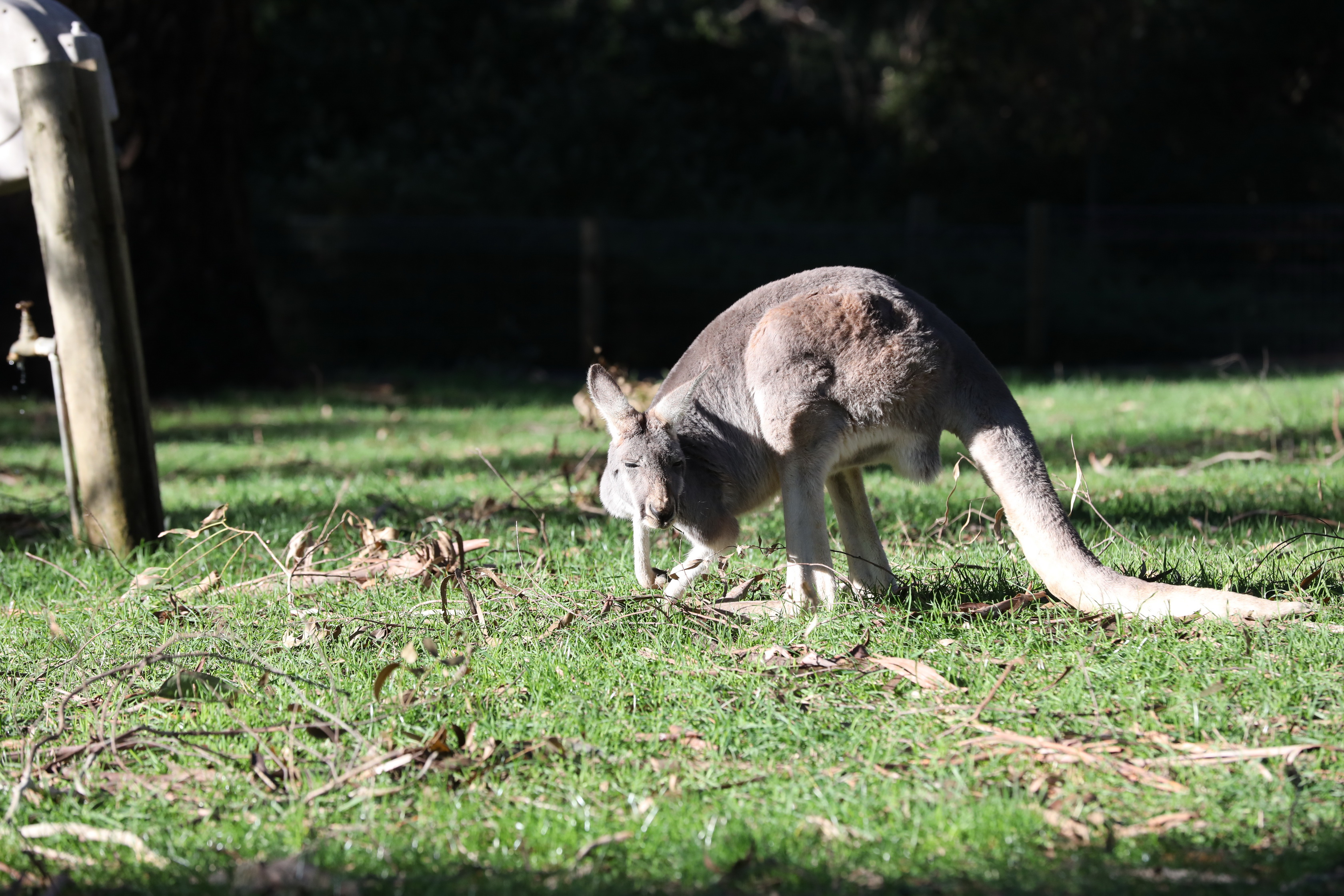 2019 07 19 15 39 19 Canon EOS 5D Mark IV 0045